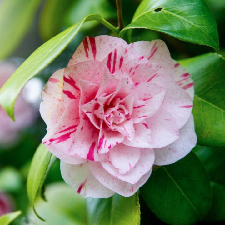 LA Peppermint Camellia