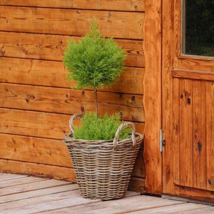 Lemon Cypress Tree Form Topiary