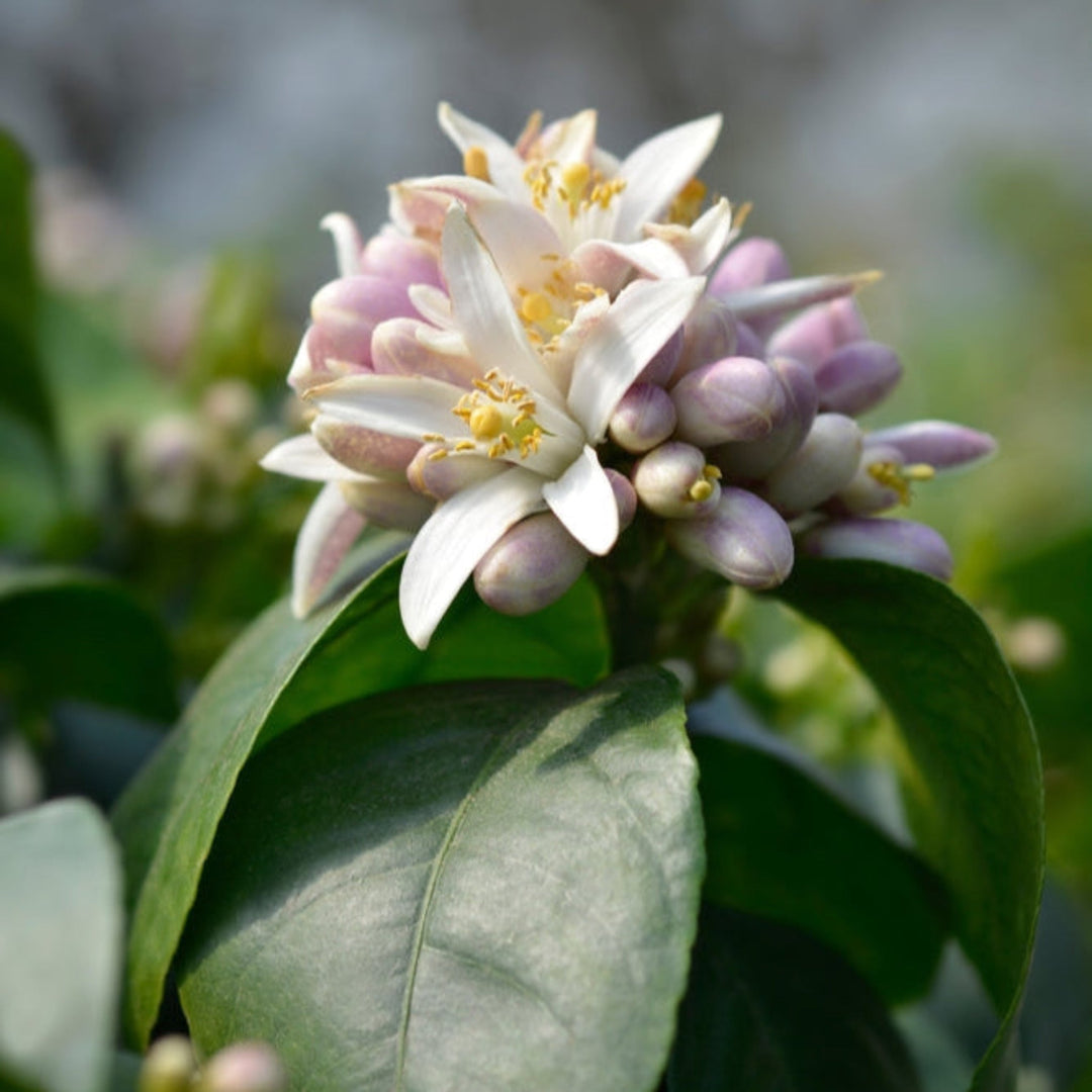 Meyer Lemon Tree
