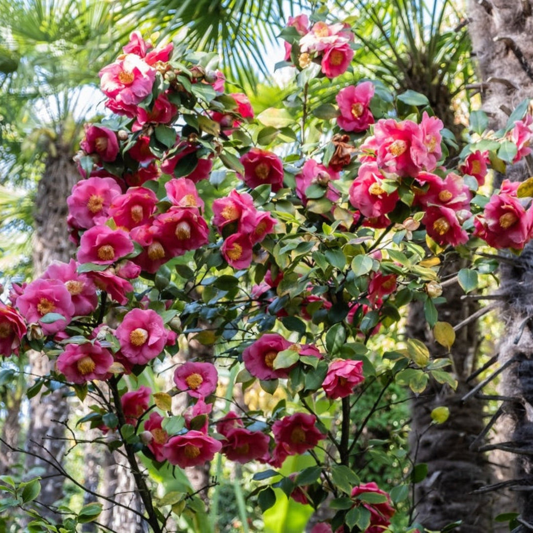 R.L. Wheeler Camellia