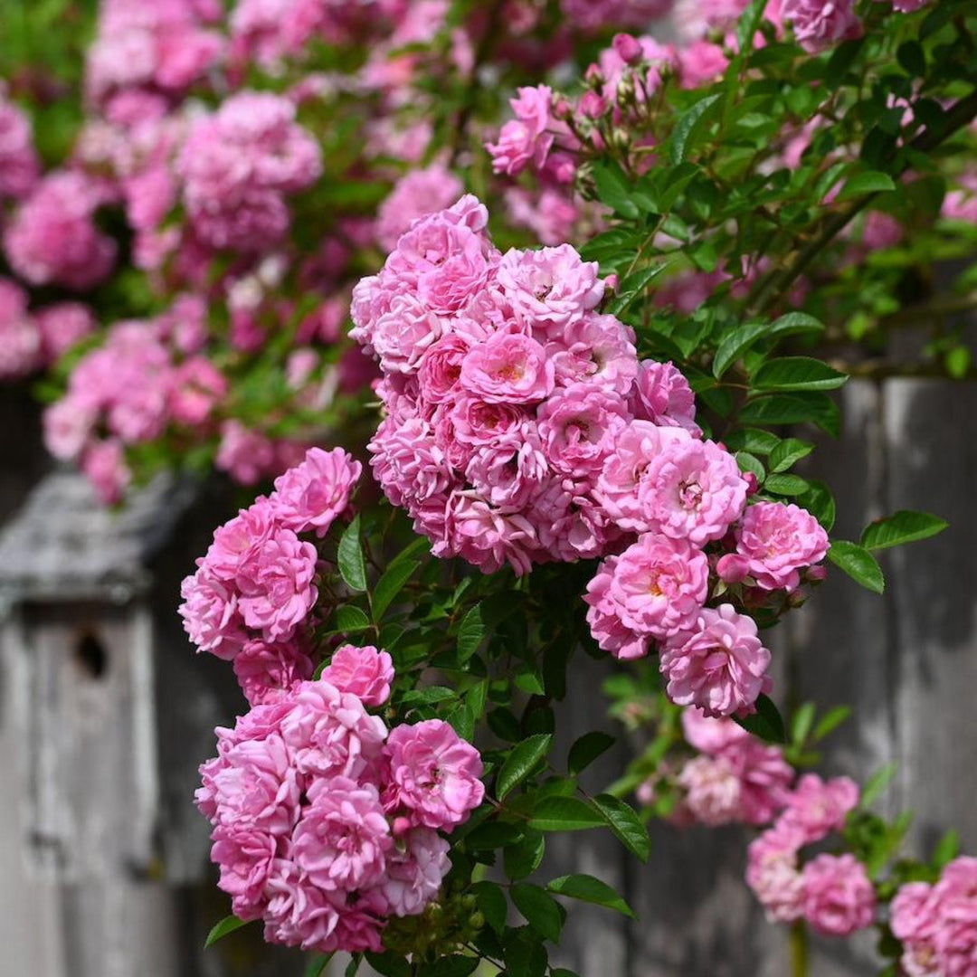 Peggy Martin Climbing Rose