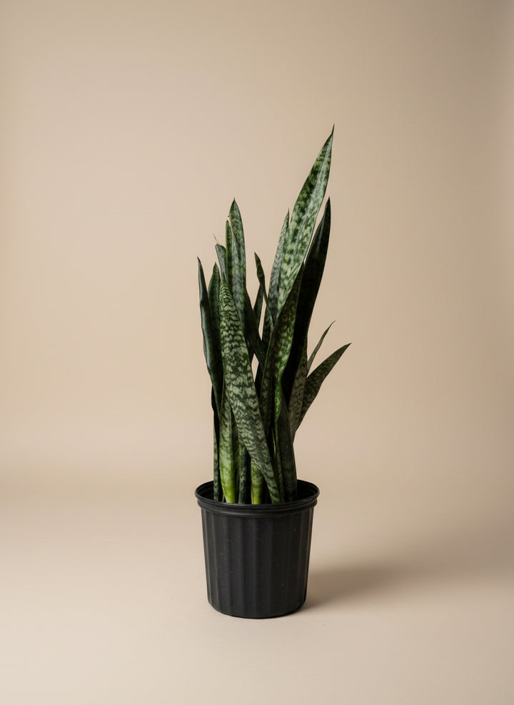 peppermint plants and snakes Snake Plant – The Old Yew Plant Shop