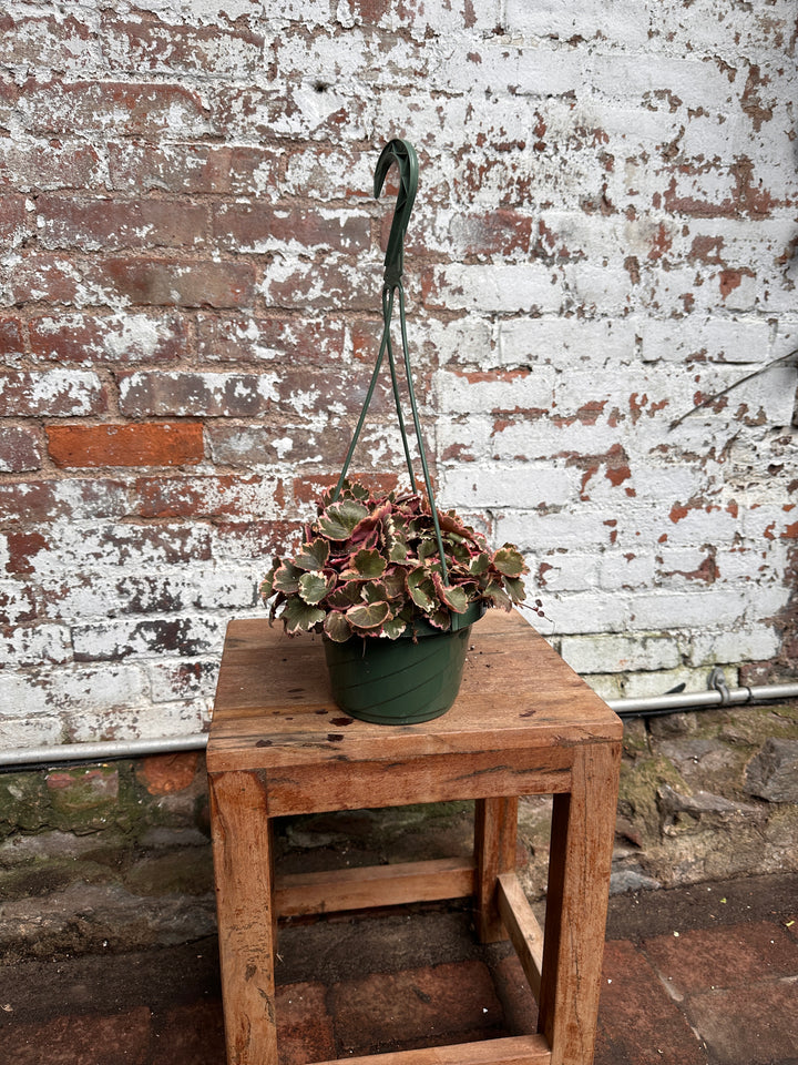 Variegated Strawberry Begonia
