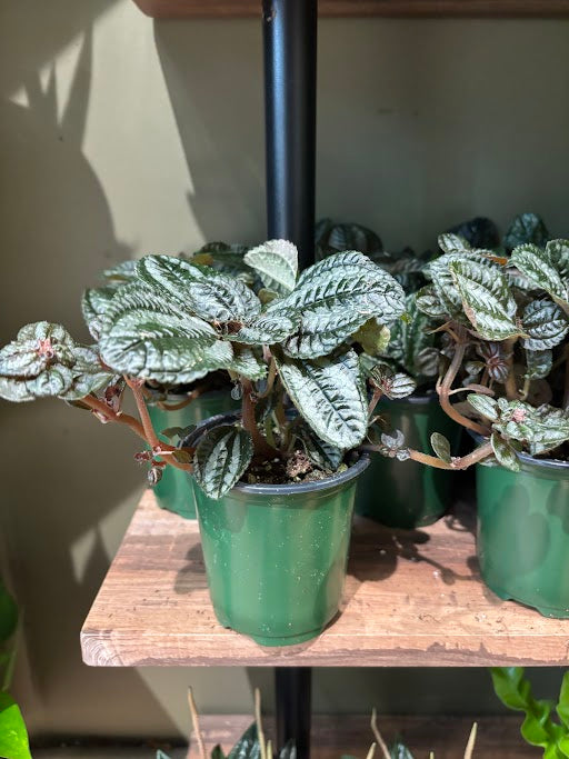 Pilea Silver Tree