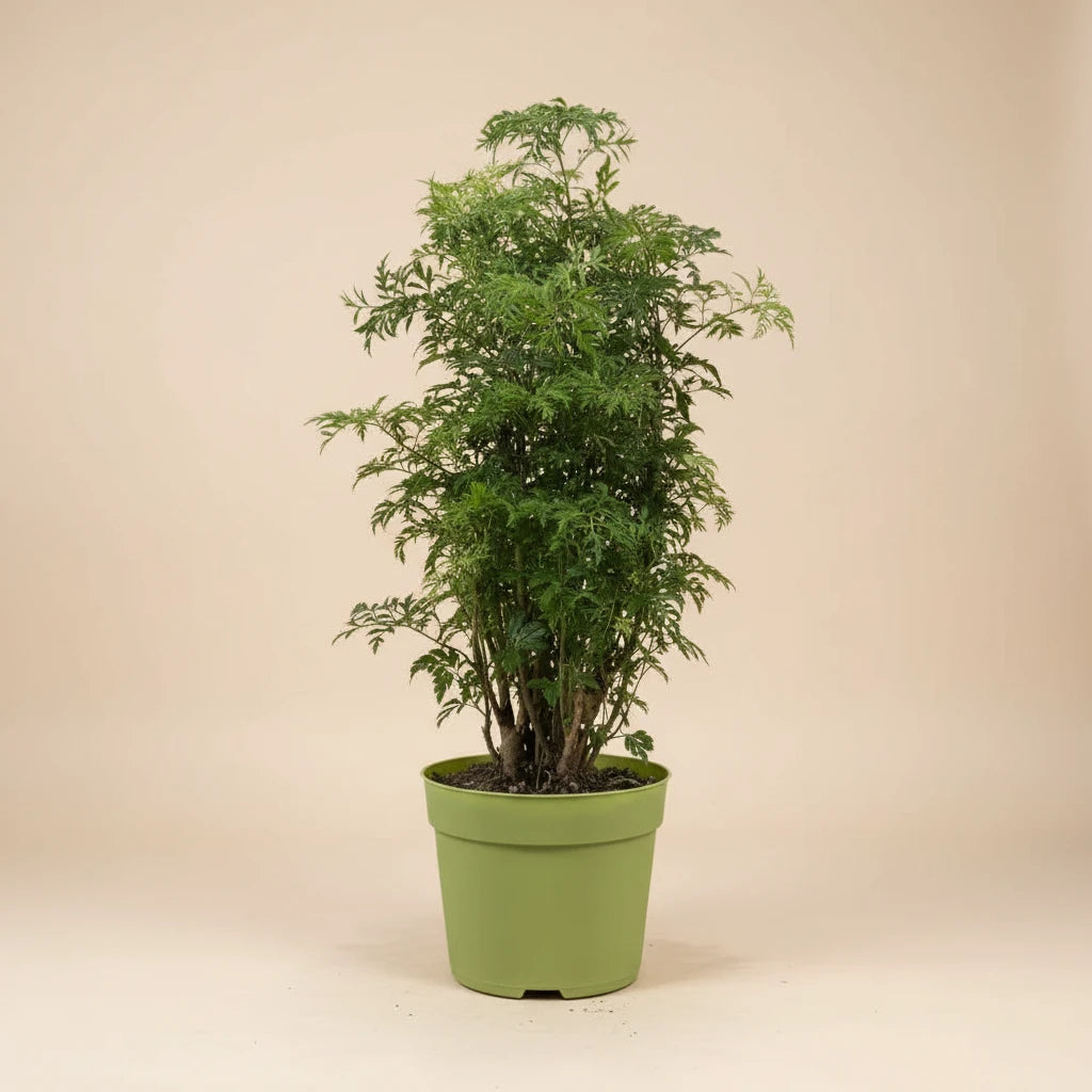 Ming Aralia