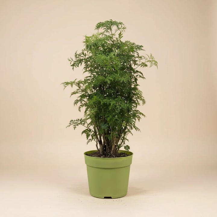Ming Aralia