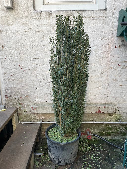 Straight & Narrow® Japanese Holly