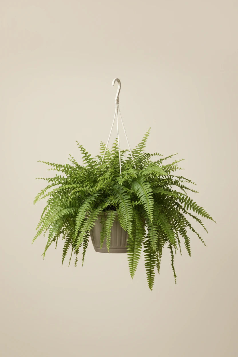 Boston Fern
