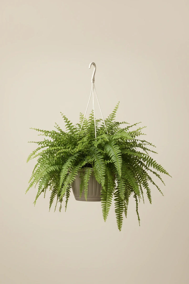 Boston Fern
