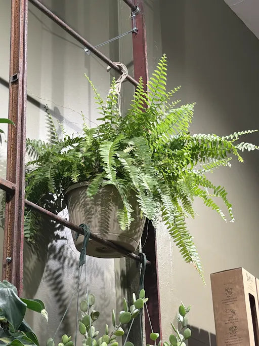 Boston Fern