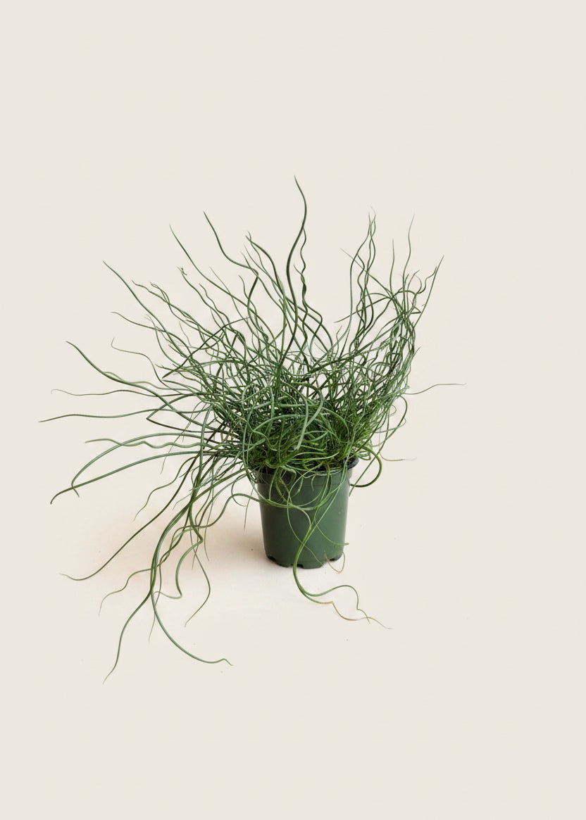 Juncus Spiralis