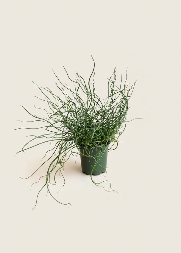 Juncus Spiralis