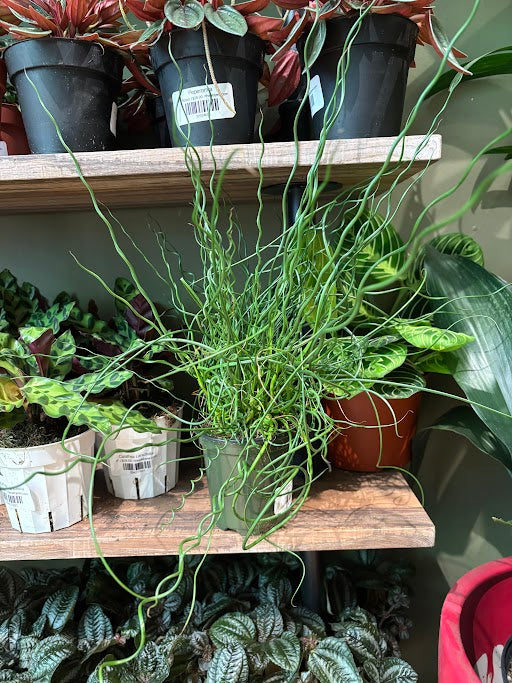 Juncus Spiralis