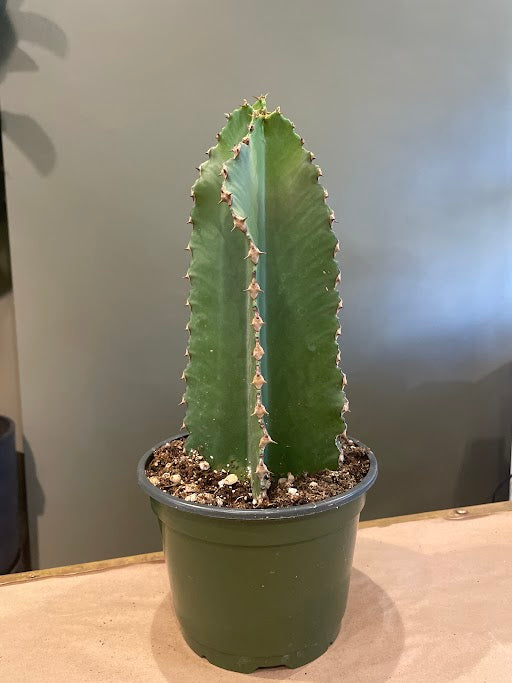 Euphorbia Ammak