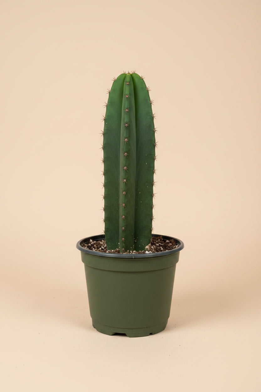 Euphorbia Ammak