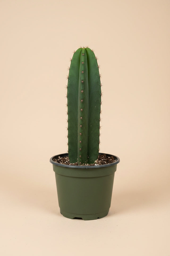 Euphorbia Ammak