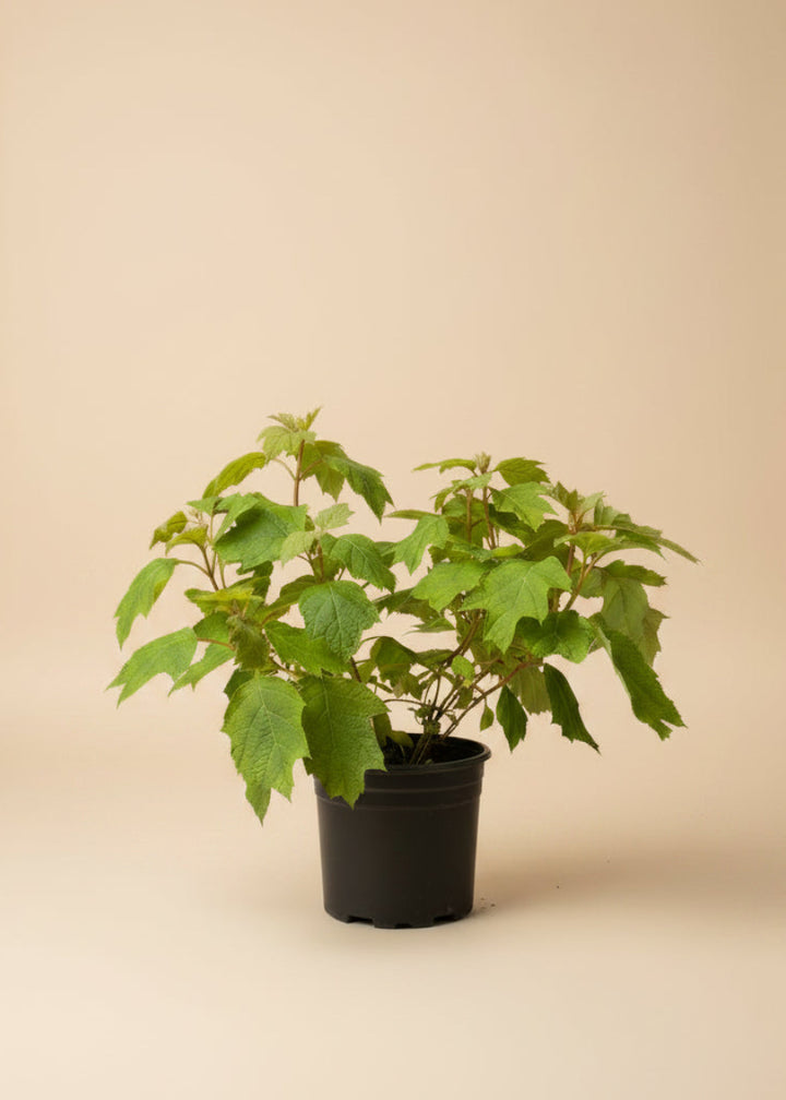 Alice Oakleaf Hydrangea