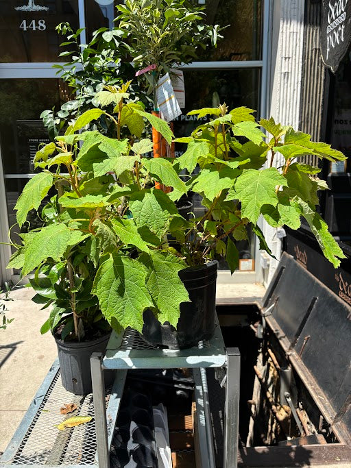 Alice Oakleaf Hydrangea