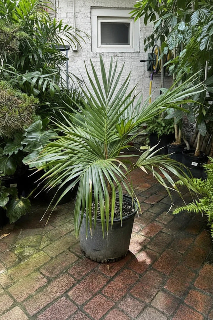 Kentia Palm