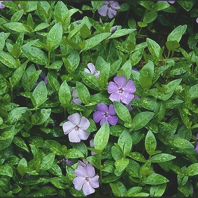 Vinca Minor