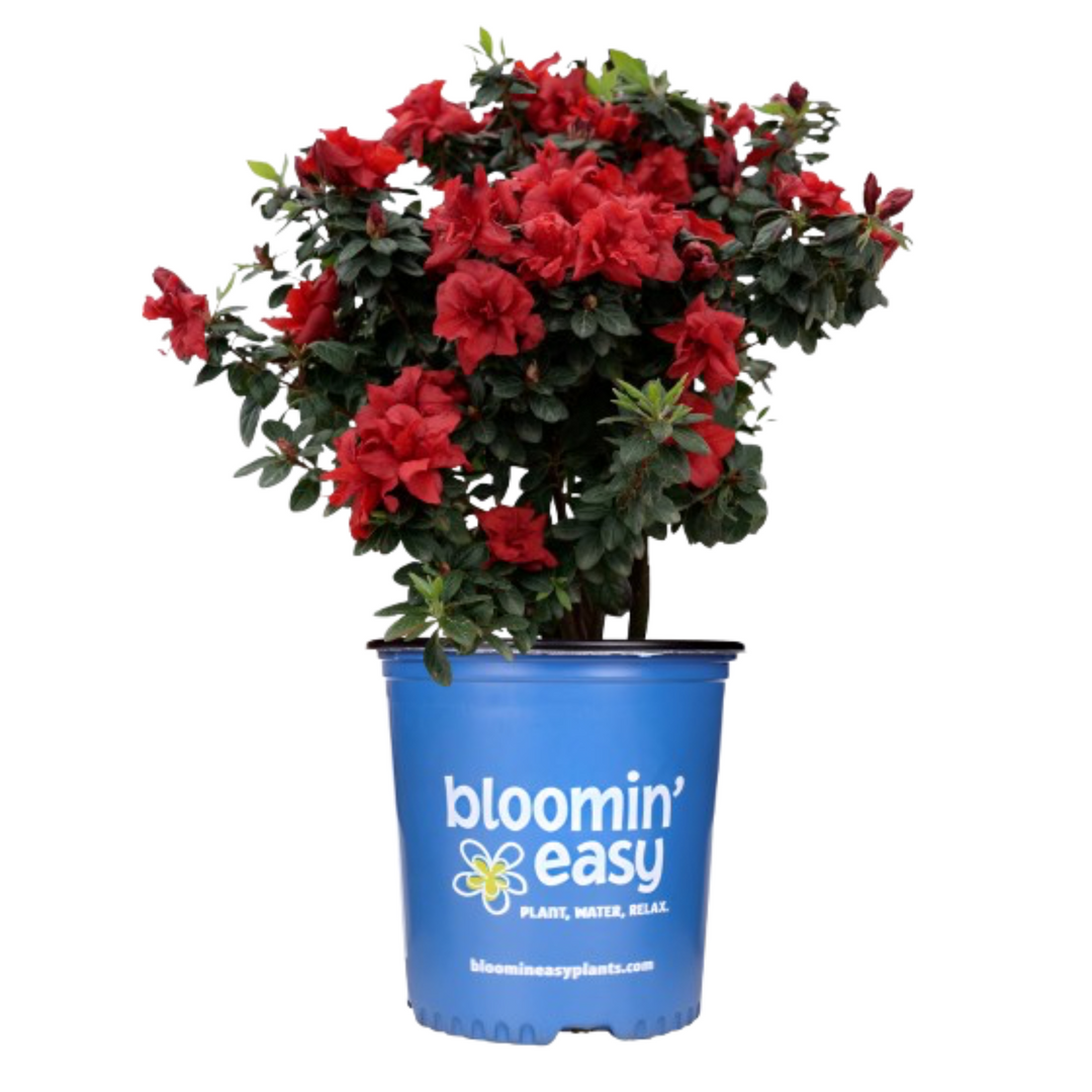 Ever After™ Ruby Azalea