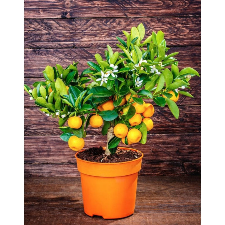 California Honey Mandarin Tree