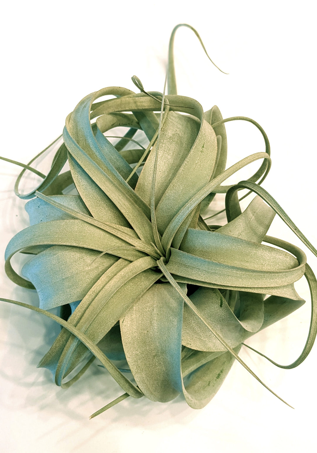 Air Plant