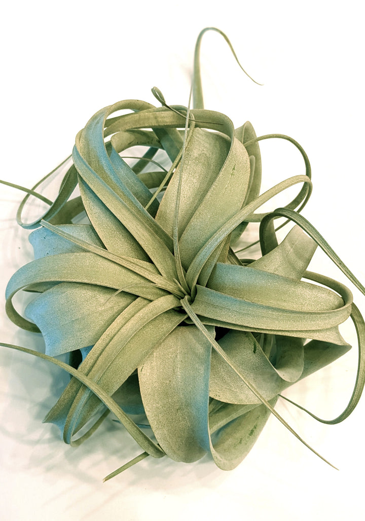 Air Plant