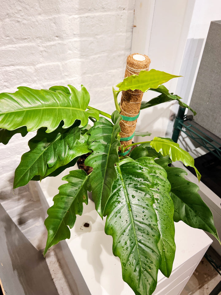 Philodendron Jungle Boogie