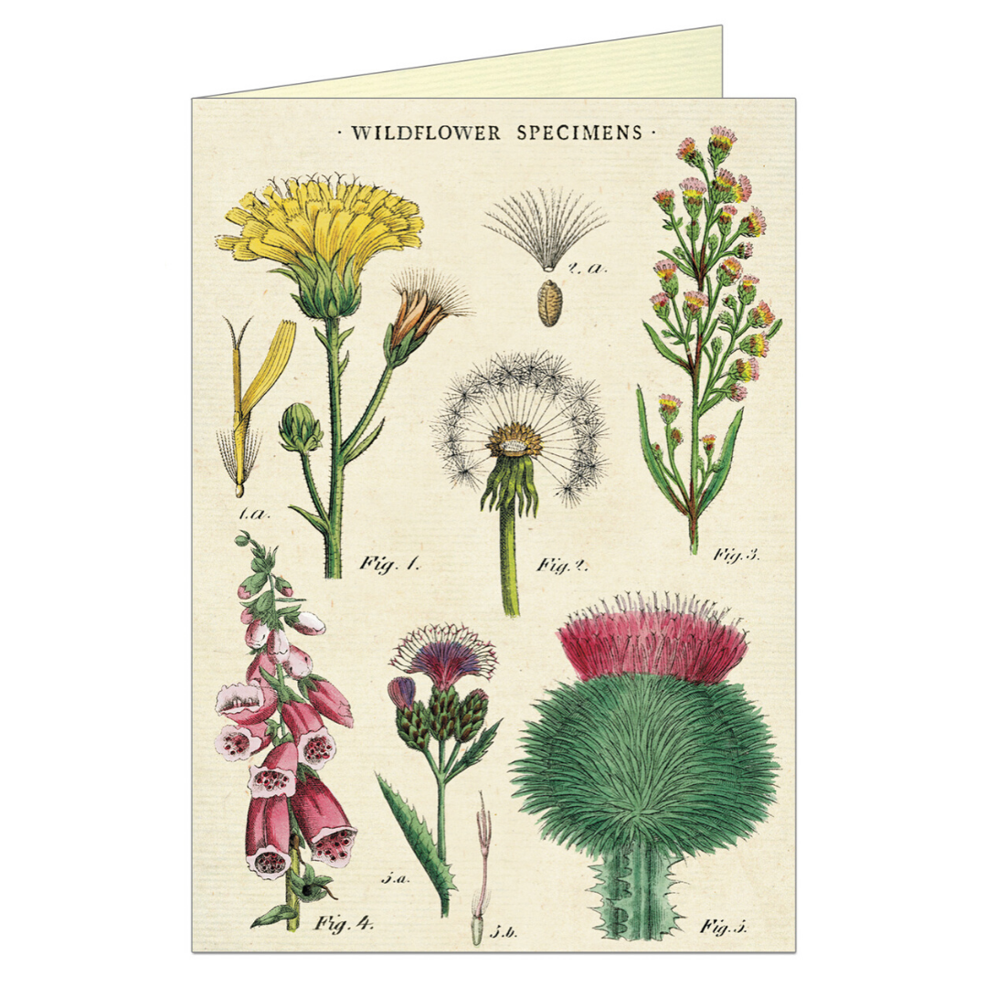 Cavallini Greeting Card