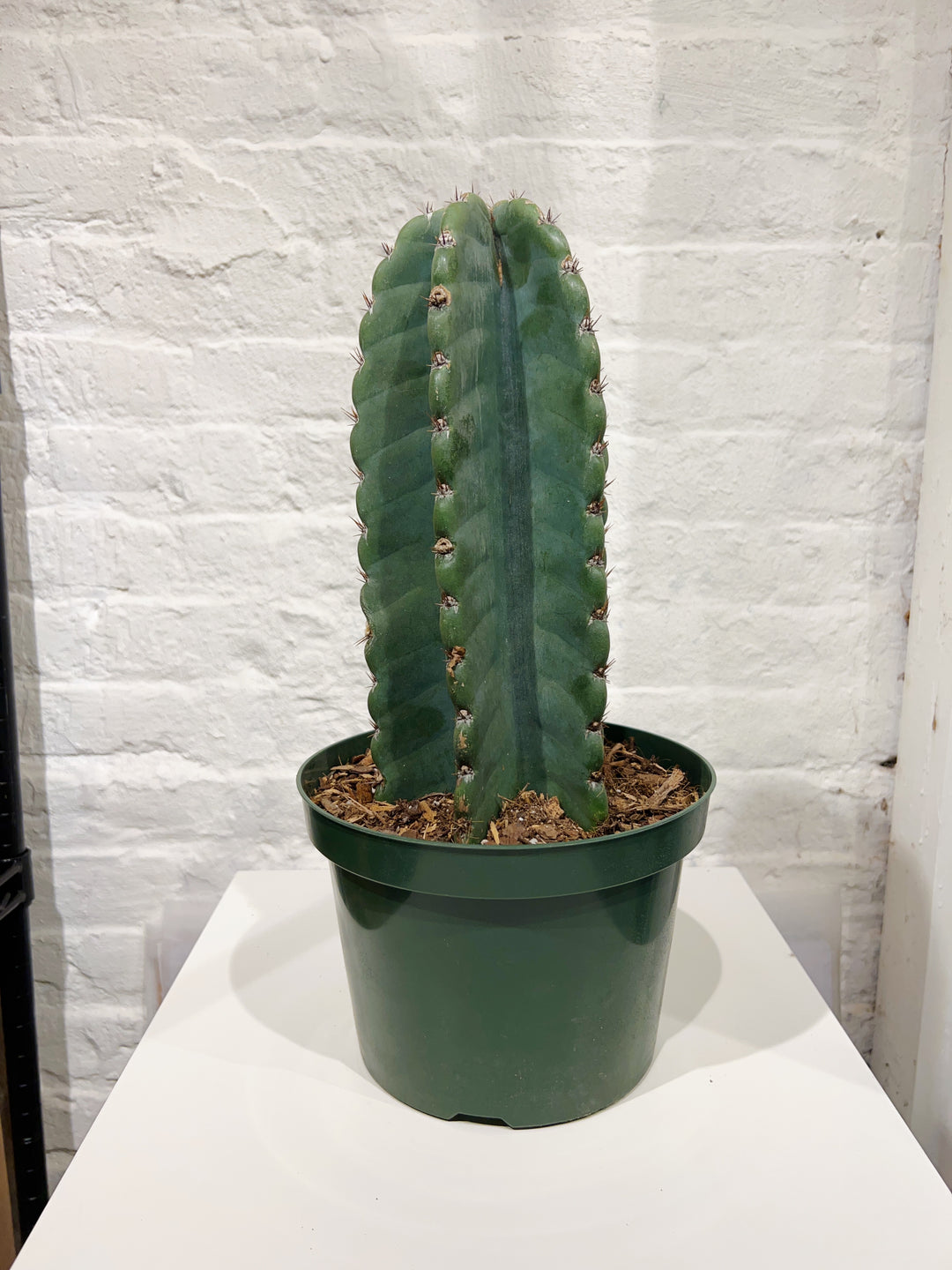 where to buy san pedro cactus reddit Cactus, Assorted – The Old Yew Plant Shop
