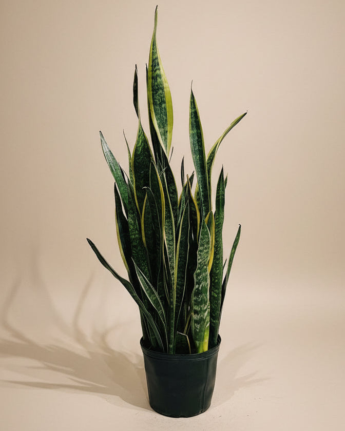 Snake Plant