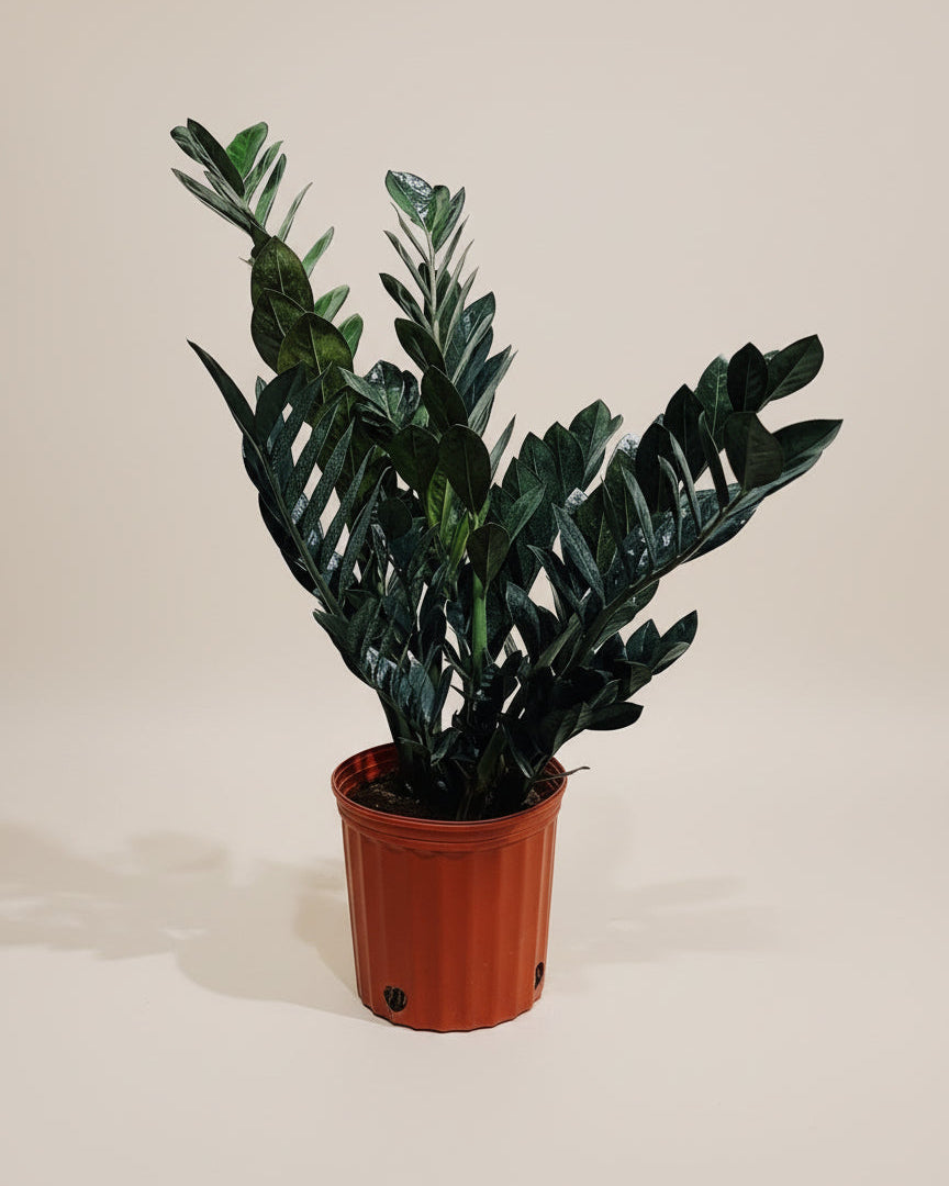 ZZ Raven – The Old Yew Plant Shop