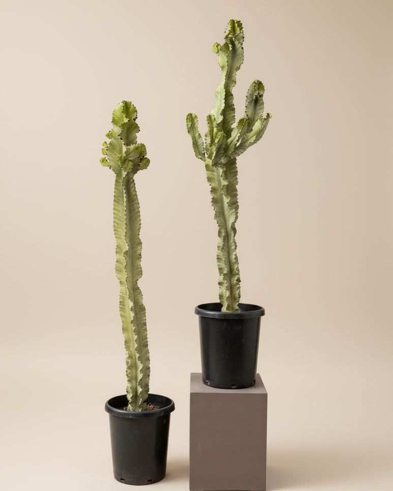 Euphorbia Ammak (Variegated)