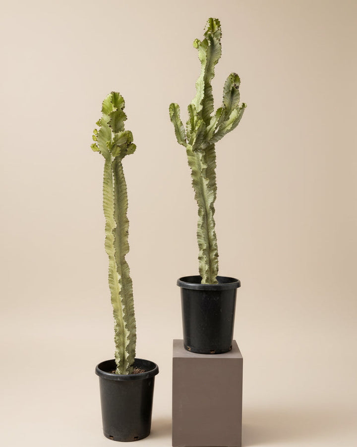 Euphorbia Ammak (Variegated)