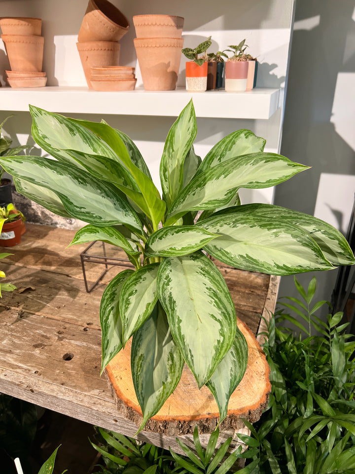 Aglaonema