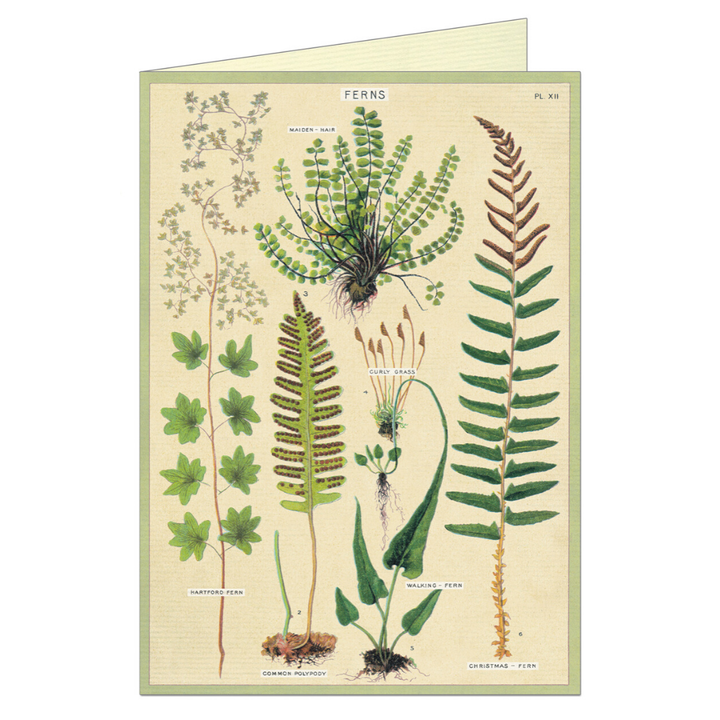 Cavallini Greeting Card
