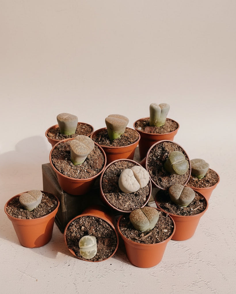 The Old Yew Plant Shop Lithops