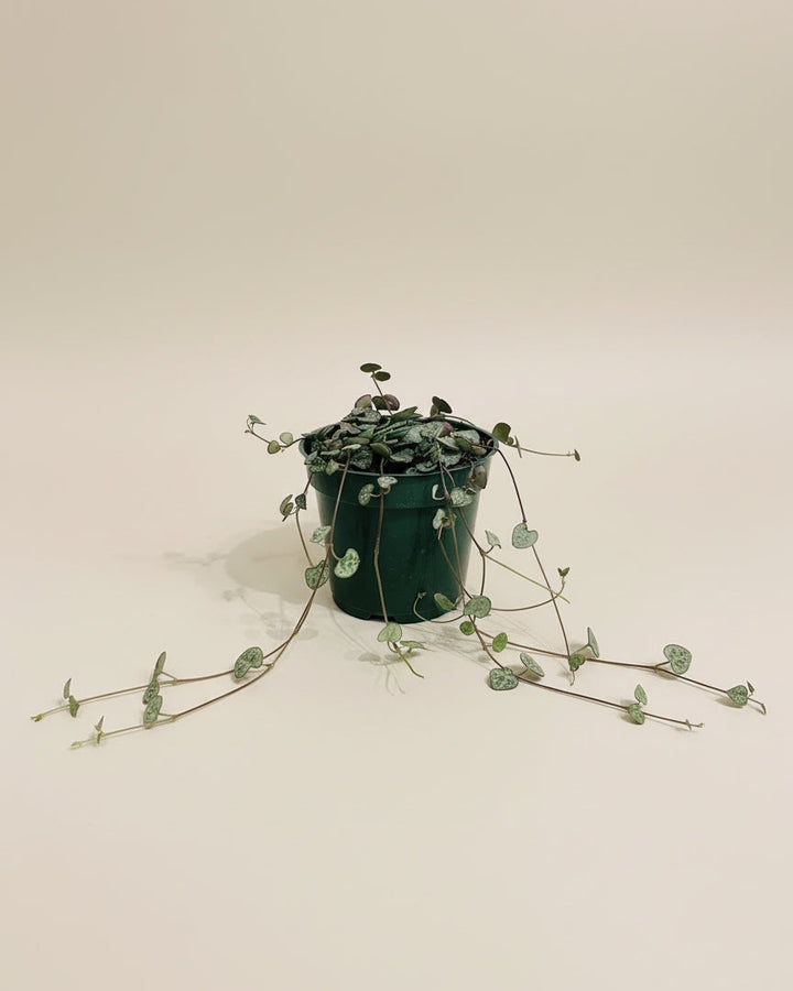 String of Hearts