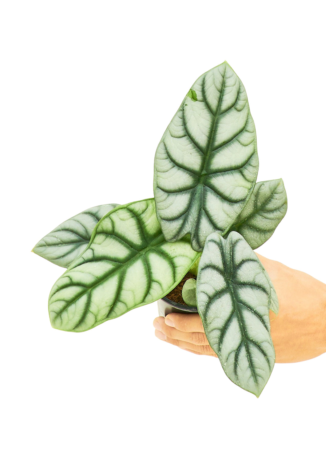 Alocasia 'Silver Dragon', Small