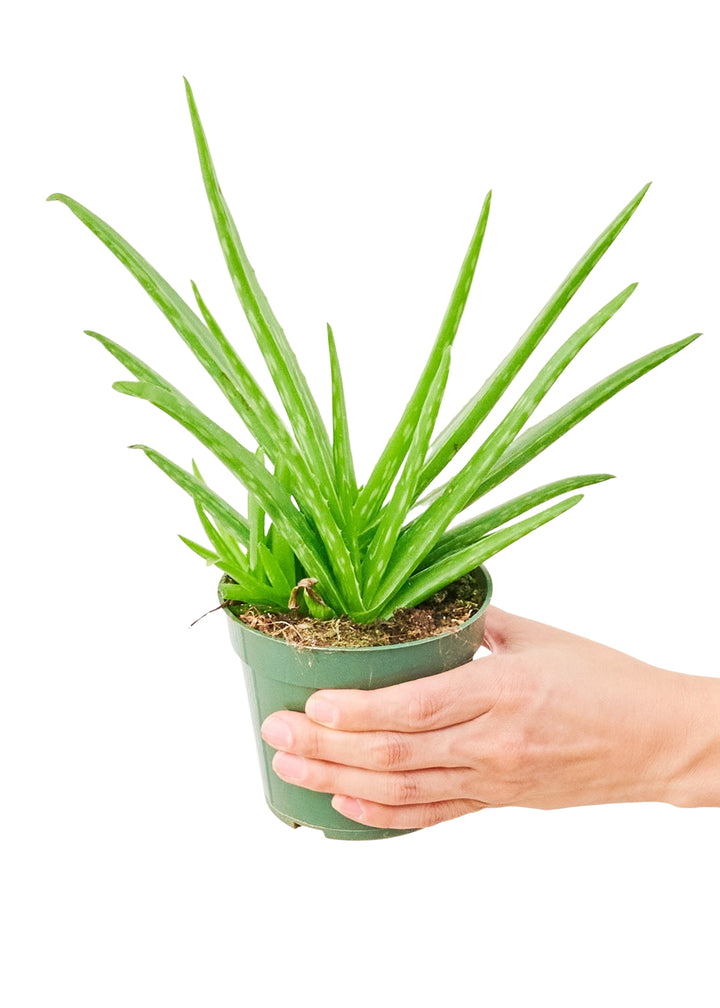 Aloe Vera, Small