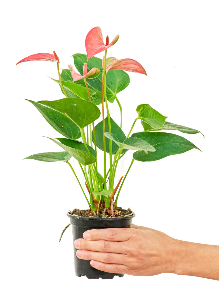 Anthurium 'Pink Flamingo', Small