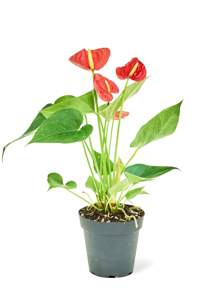 Anthurium 'Red Flamingo', Small