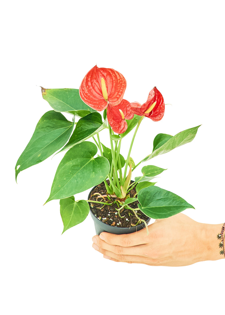 Anthurium 'Red Flamingo', Small