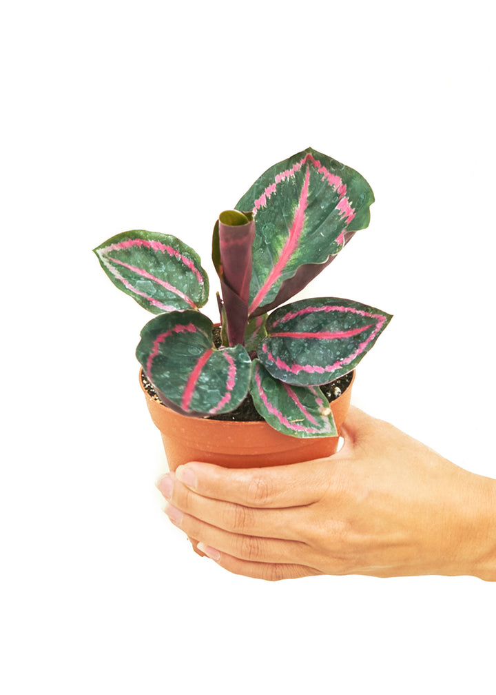 Calathea 'Dottie', Small