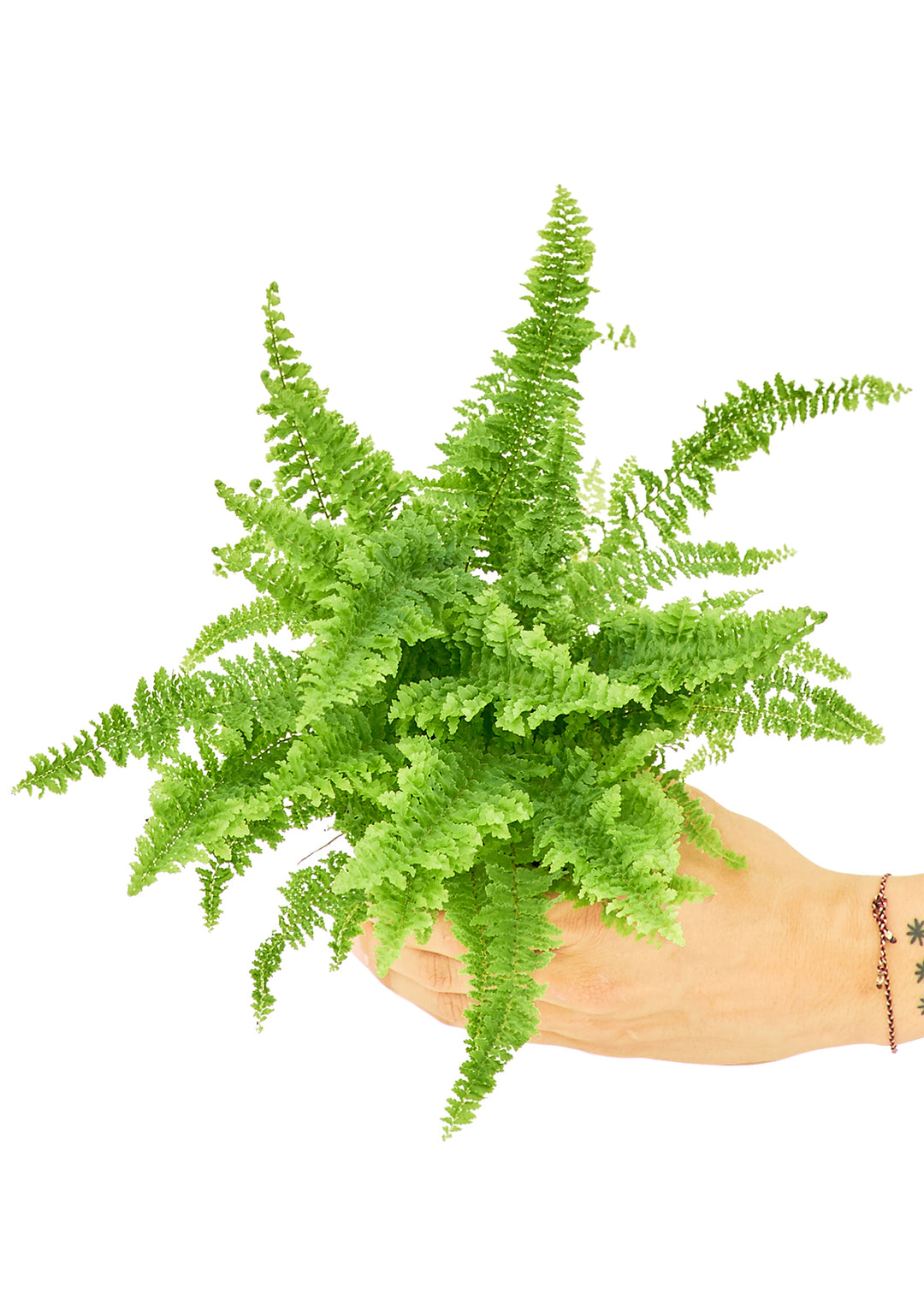 Boston Fern, Small