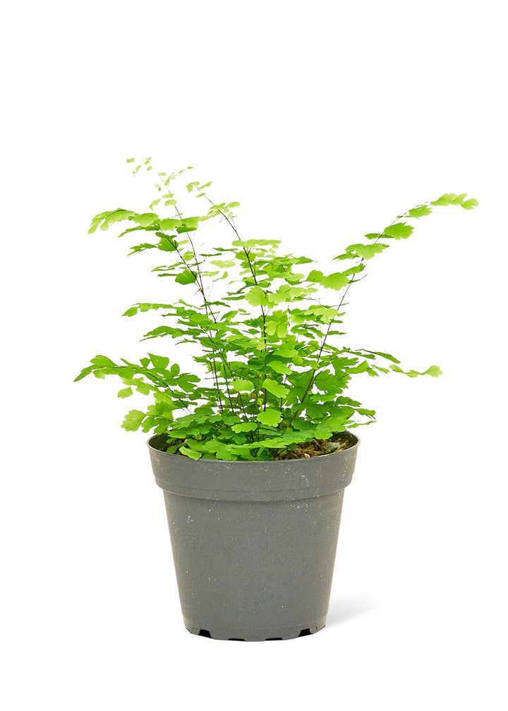 Maidenhair Fern, Small