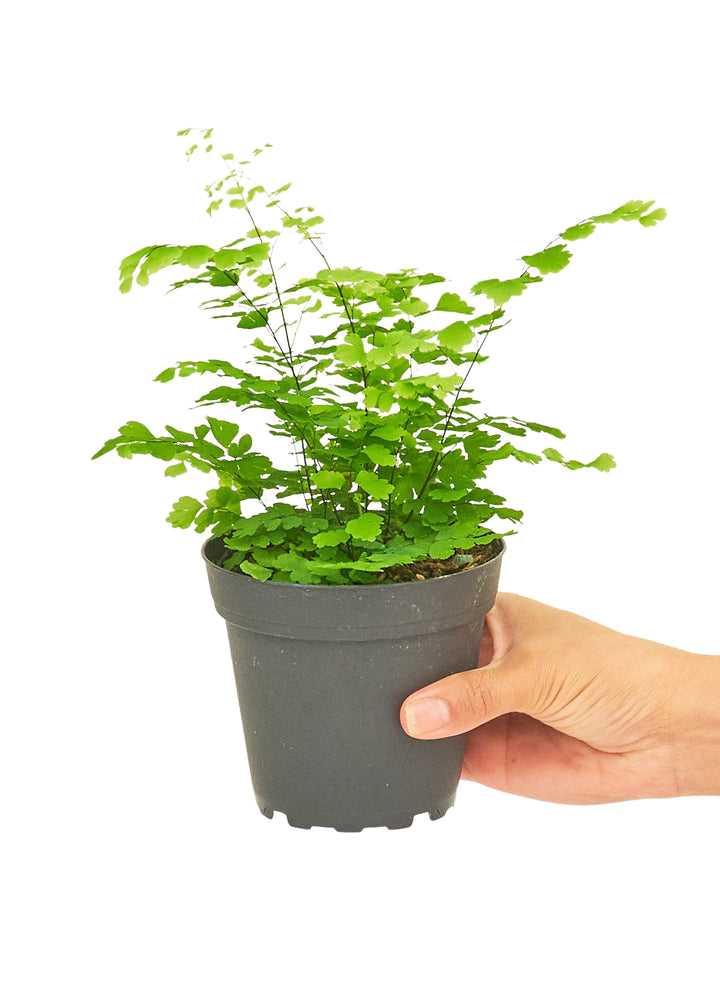 Maidenhair Fern, Small