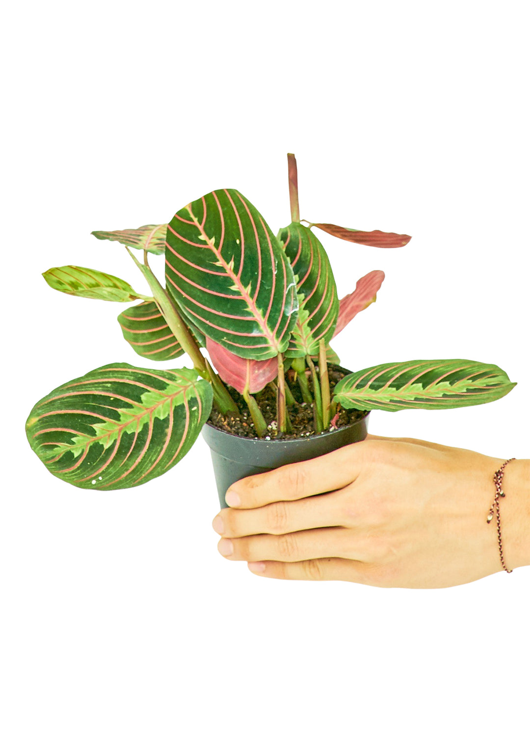 Red Prayer Plant, Small