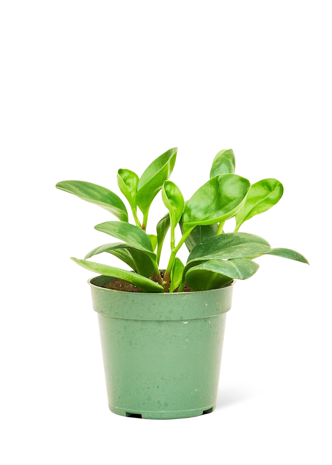 Baby Rubber Plant, Small